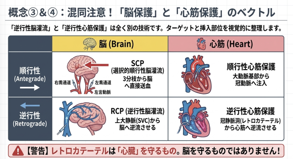 ④ 心筋保護(しんきんほご)の解説画像