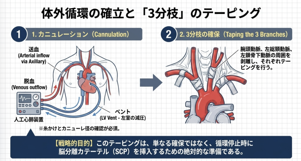 三分枝（頭部血管）のテーピングの解説画像