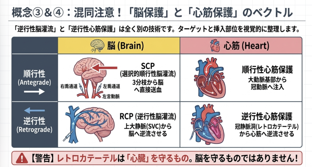 ③ 脳保護(のうほご)の解説画像