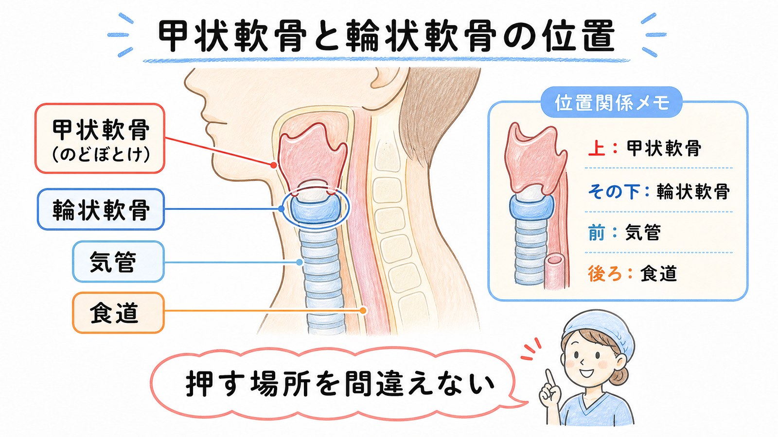 首の側面図で甲状軟骨（のどぼとけ）と輪状軟骨、気管、食道の位置関係を示した図