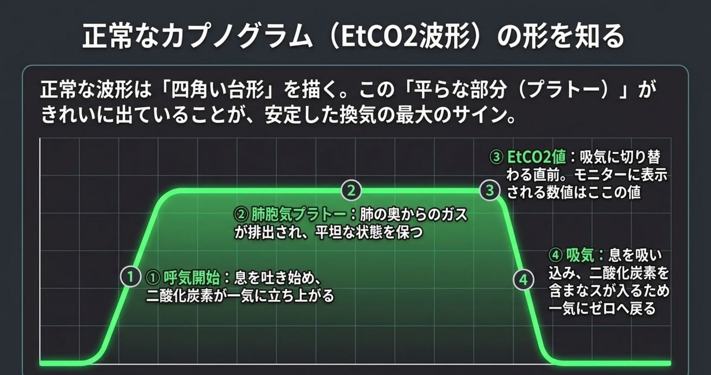 正常な呼気終末二酸化炭素波形の模式図