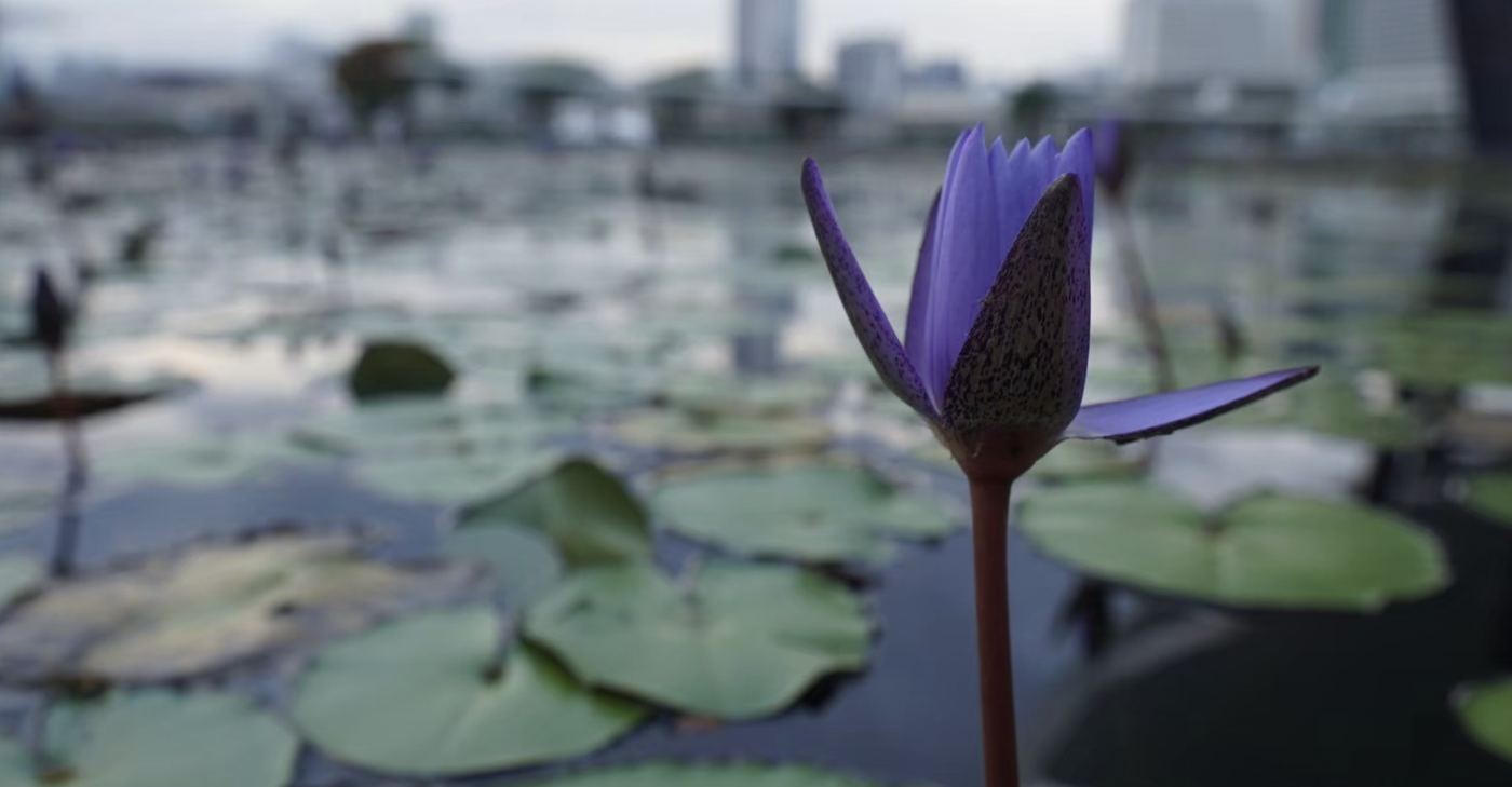 池に咲く紫の睡蓮