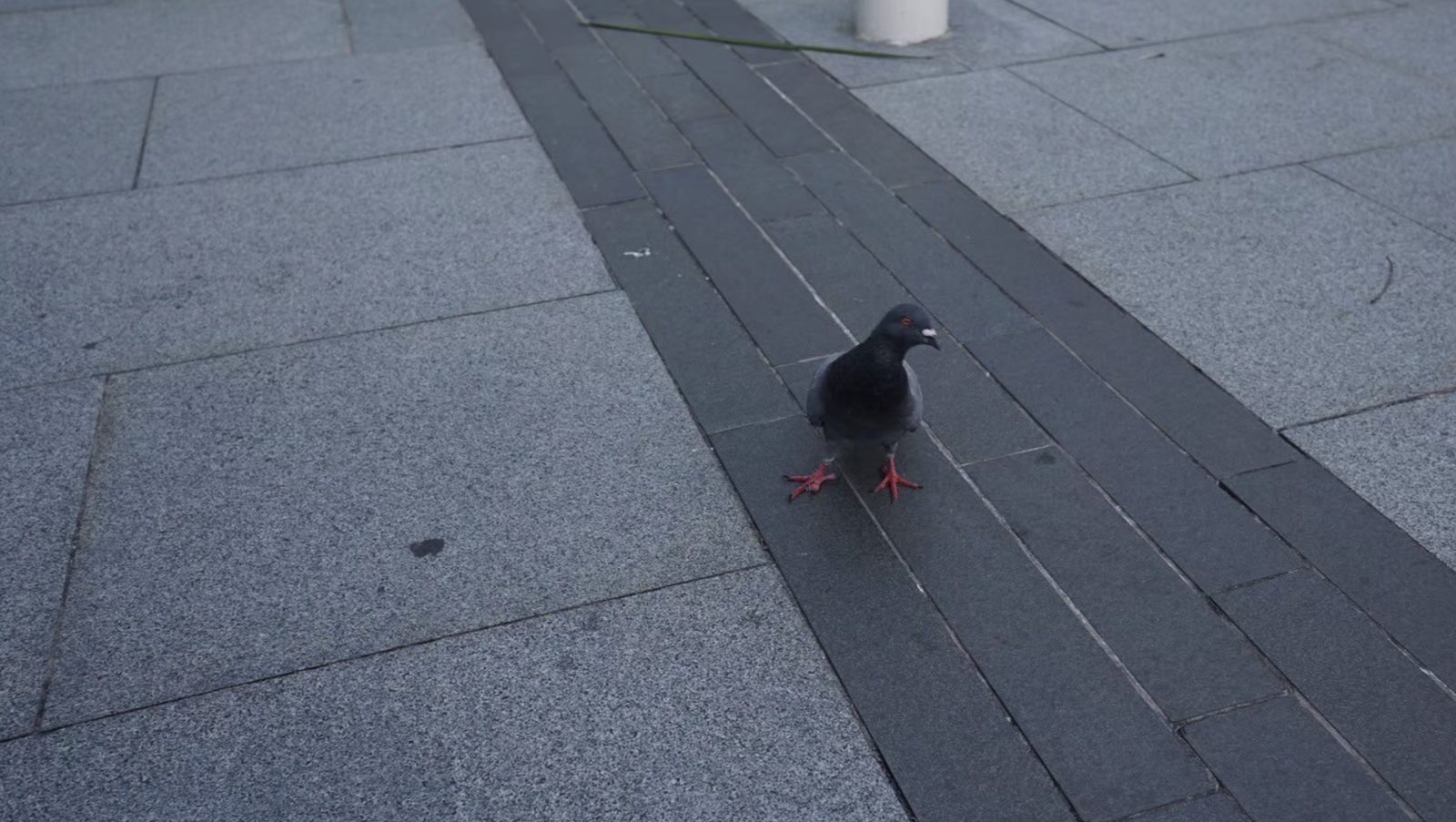 石畳を歩く鳩
